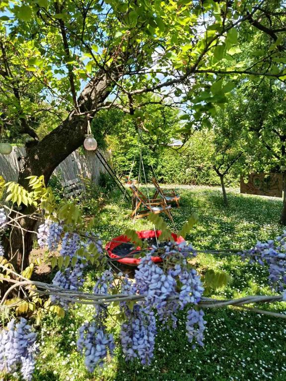a bunch of purple flowers on the ground under a tree at Mitrovića kuća in Arandelovac