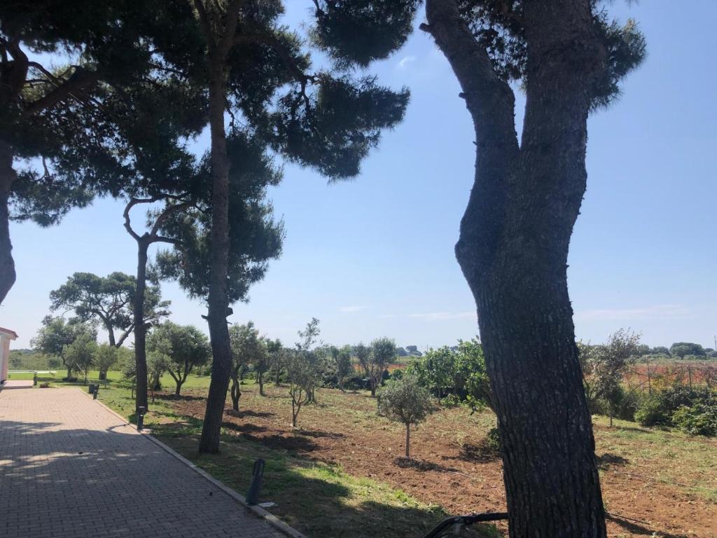 a group of trees next to a sidewalk at Villa Selas in Leporano Marina