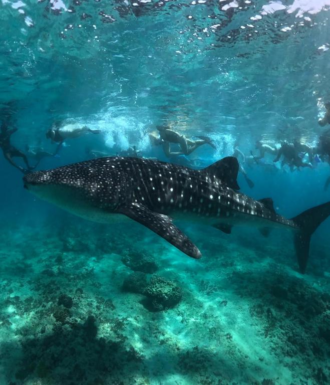 a whale shark swimming in the water at Skyinn omadhoo in Omadhoo