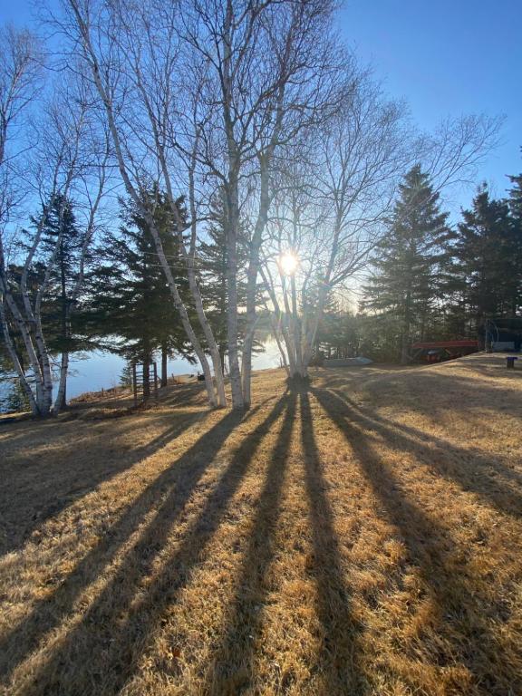 a group of trees in a field with the sun at 5 bedroom Waterfront house in Tracadie