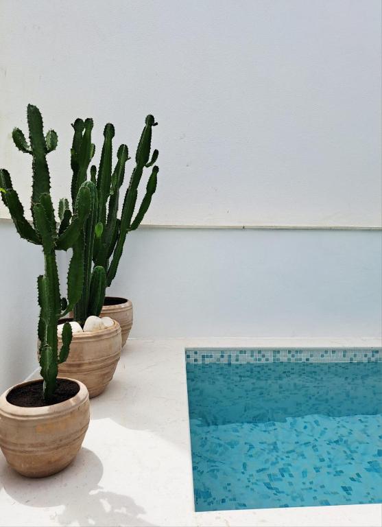 two cactus plants in pots next to a swimming pool at Casa do Logradouro in Alcochete