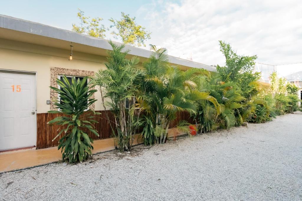 a row of palm trees in front of a building at Casa Shalom Green in Bacalar