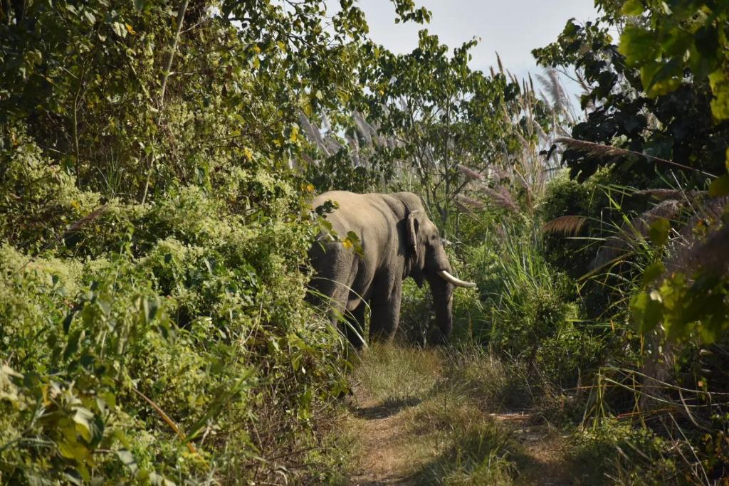 an elephant walking down a trail in the woods at Hotel BhupuSainik Sauraha in Sauraha