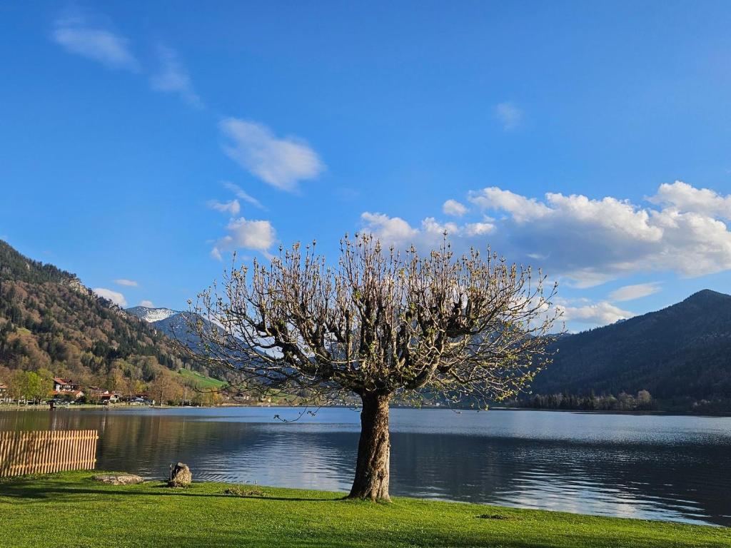 a tree in the grass next to a lake at Ferienwohnungen am See _ Hinterseer in Schliersee