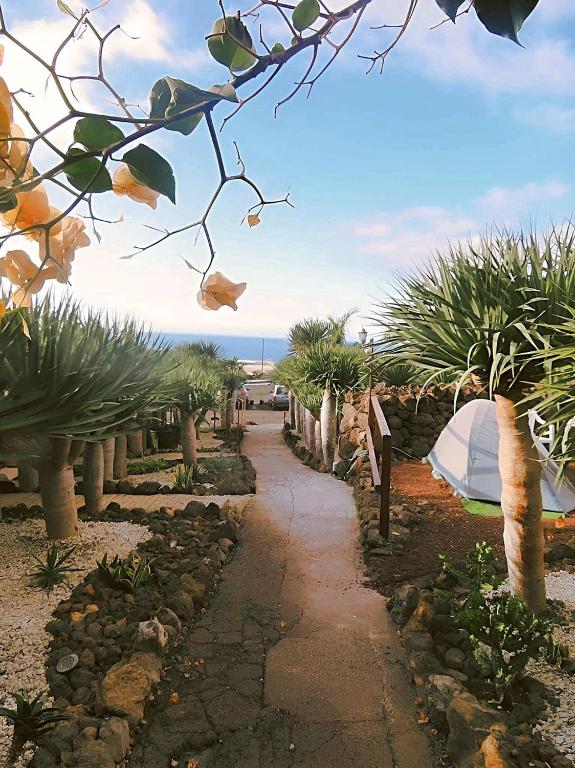 a garden with palm trees and a pathway at Agrocamping Invernaderito in Tejina