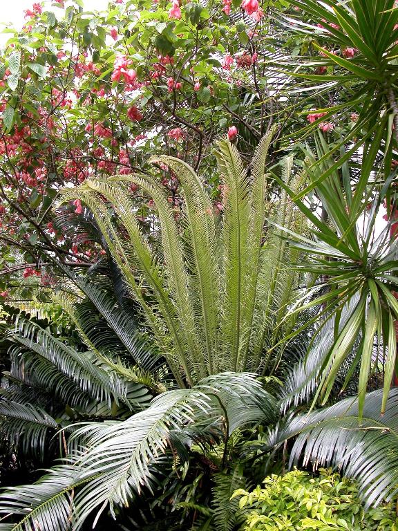 Cairns Queenslander Hotel & Apartments - Resim 41