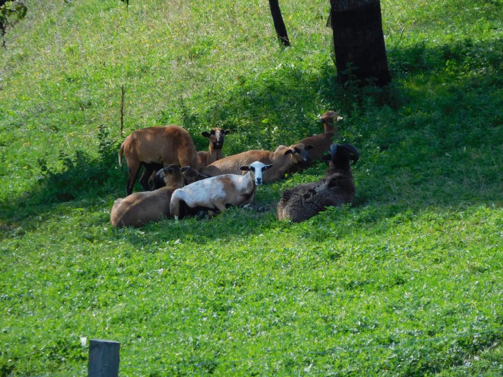 Zvieratá na farme alebo blízkom okolí
