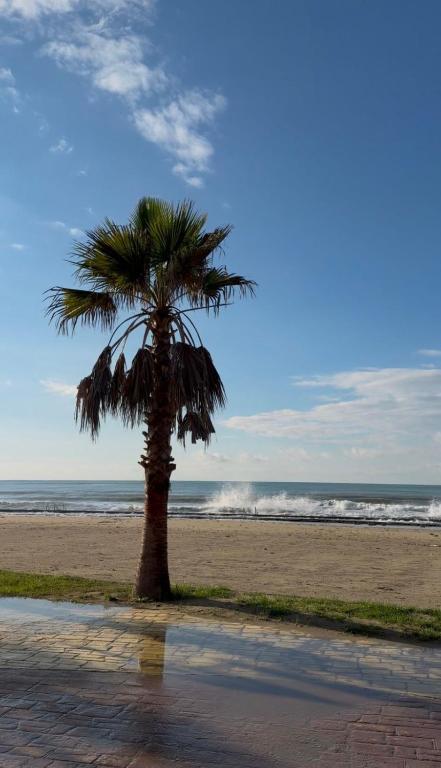 a palm tree sitting on a beach near the ocean at SunBeach Apartament in Golem