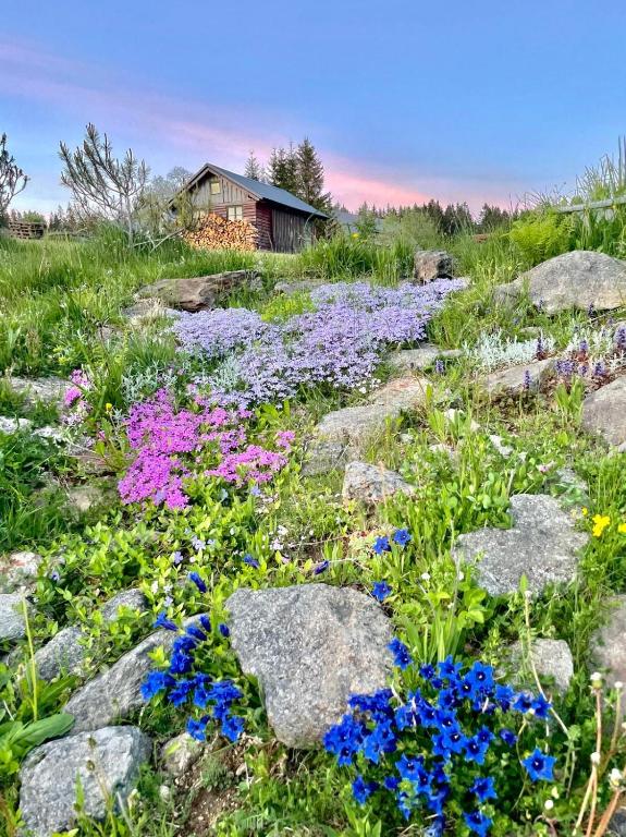a field of flowers in front of a house at Apartmány Na Kobylce in Modrava