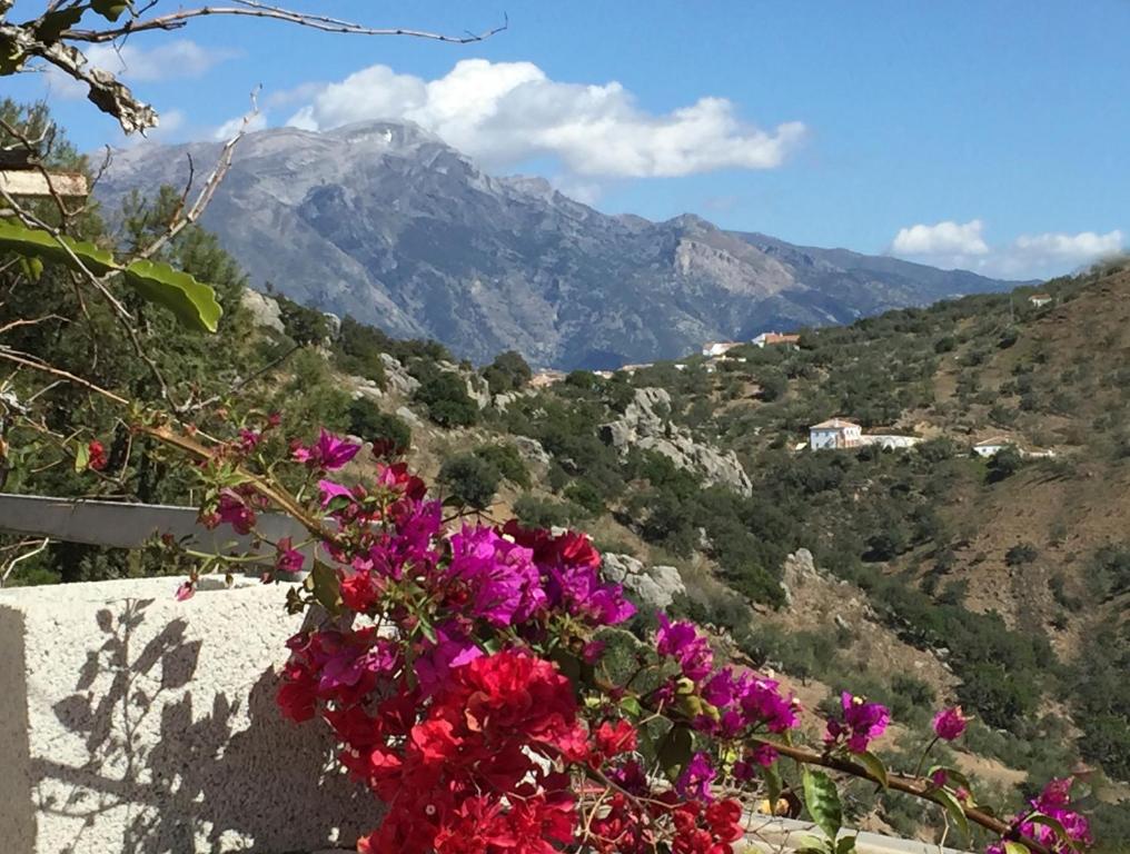un ramo de flores al lado de una montaña en Loma Los Pelones 78, en Viñuela