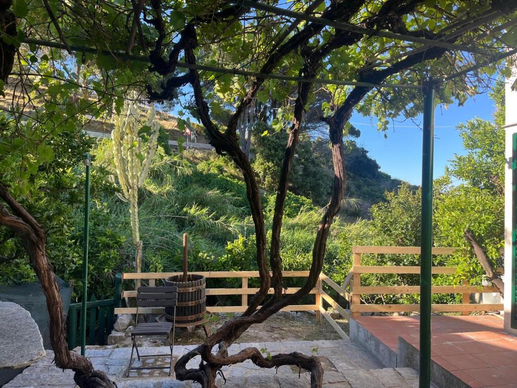 a tree in the middle of a patio at La Finestra sul Mare - Goelba in Chiessi