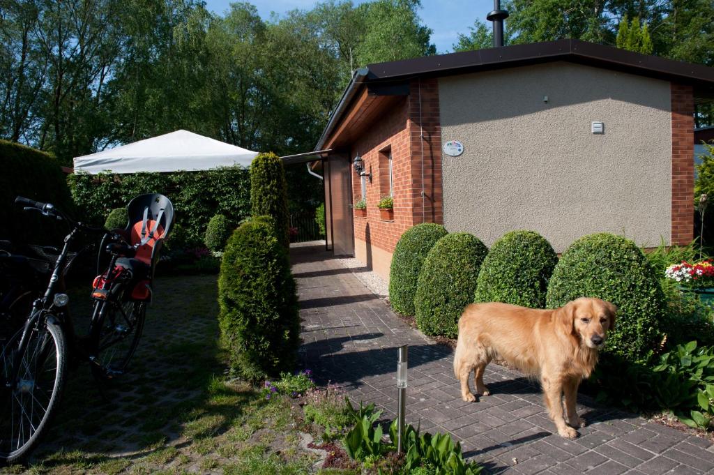 Ein brauner Hund steht in einem Hof neben einem Gebäude in der Unterkunft Spreewaldhäuser am See in Alt Schadow