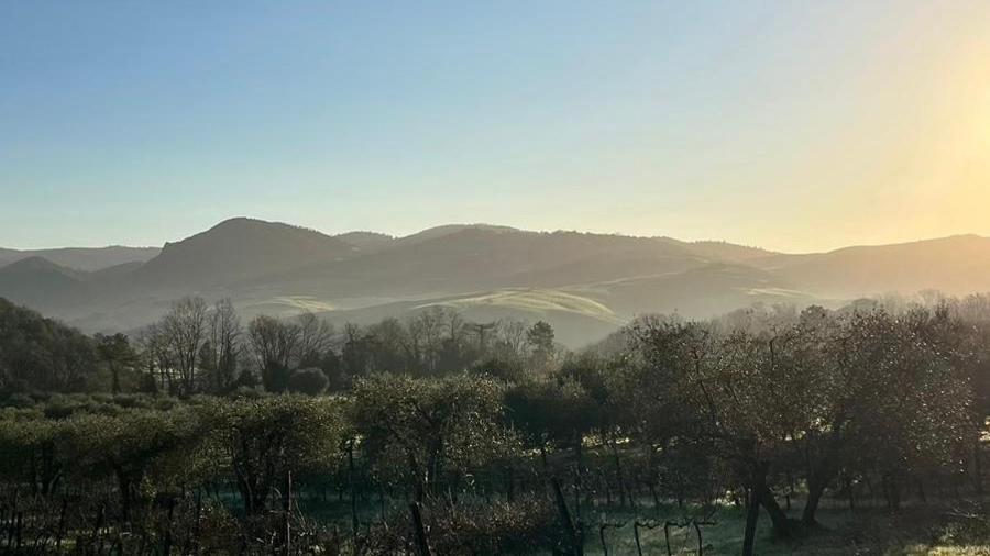 a field with trees and mountains in the background at Agriturismo Podere Cortilla in Volterra
