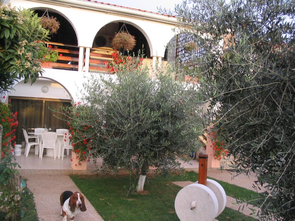 a dog standing in the yard of a house at Apartment Dady with a large covered terrace in Fažana