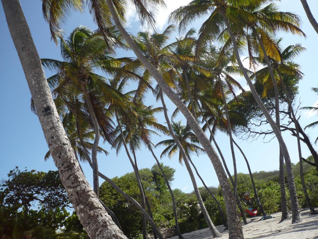 una fila de palmeras en la playa en Grande Maison Chez Eliane, en Le Vauclin