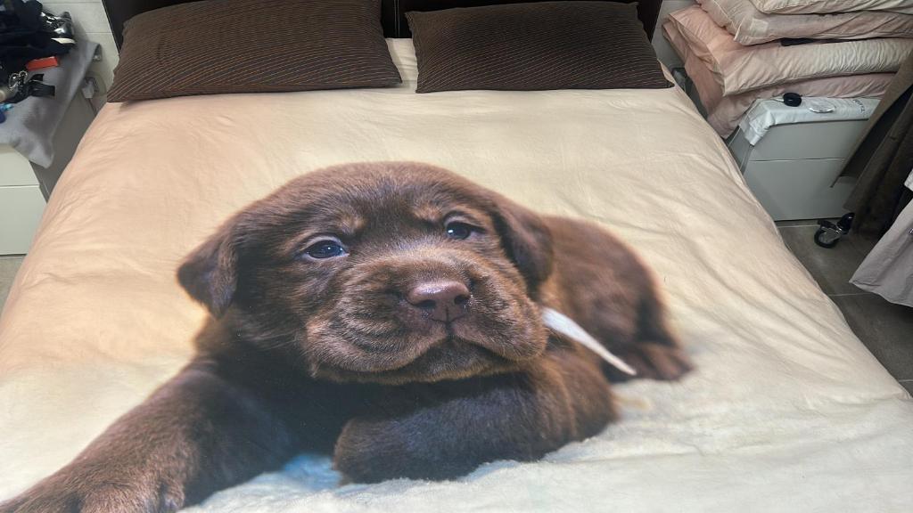 a small brown dog laying on a bed at Camera vicino Ospedale Maggiore, Concerti e Aeroporto Bologna 60 mq in Bologna