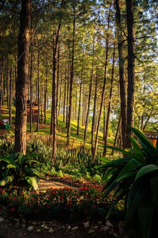 a forest with trees and flowers in a park at Los Pinos EcoHotel in Hobo