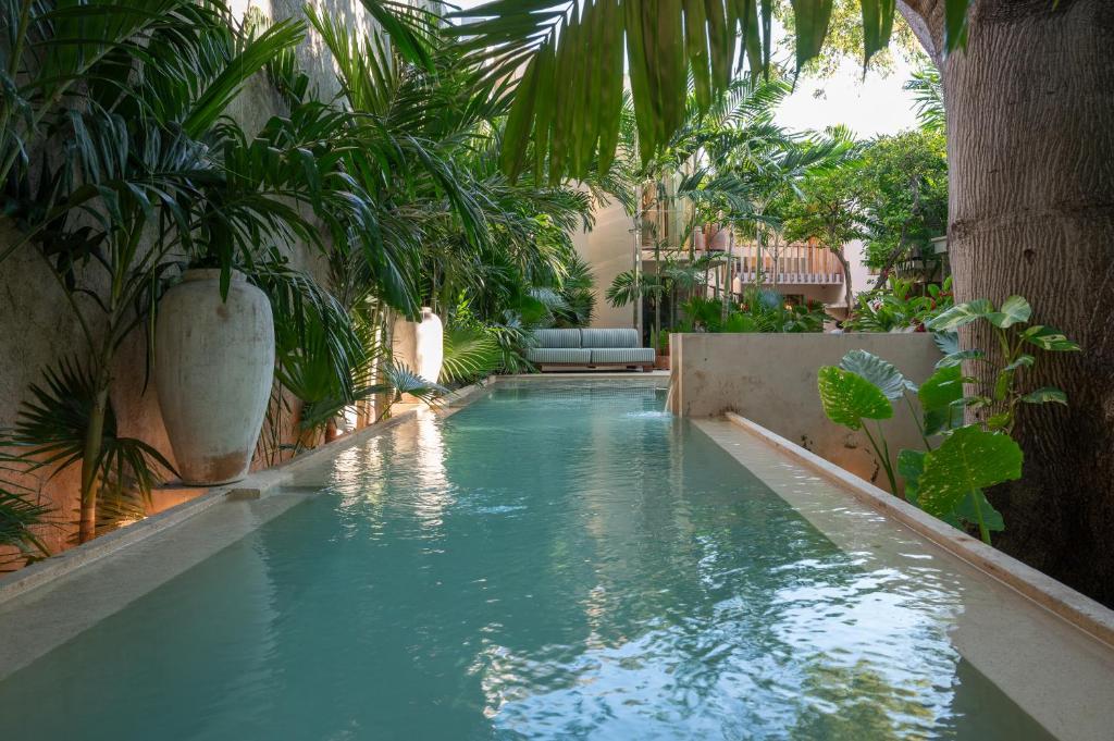 a swimming pool in a yard with plants at Querida Casa - Mérida Centro in Mérida