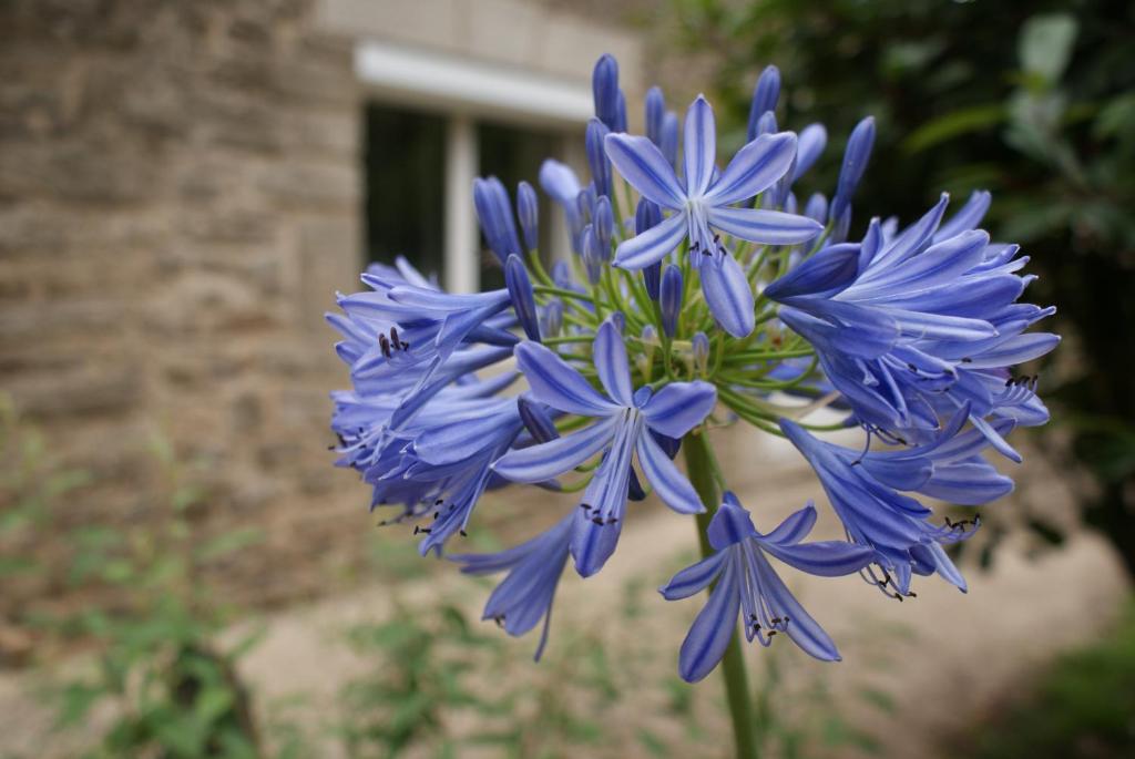 Zahrada ubytování Aux Agapanthes