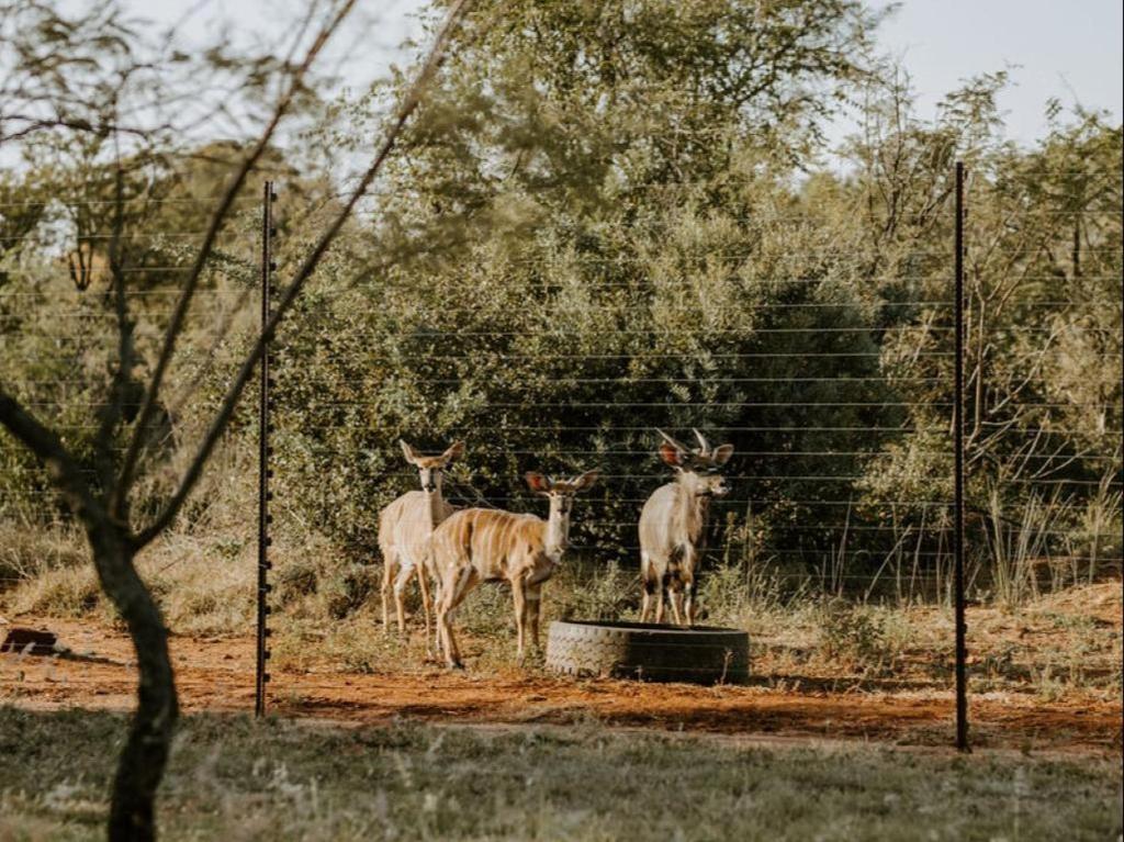 three animals standing in front of a fence at Nyala Lodge in Rayton