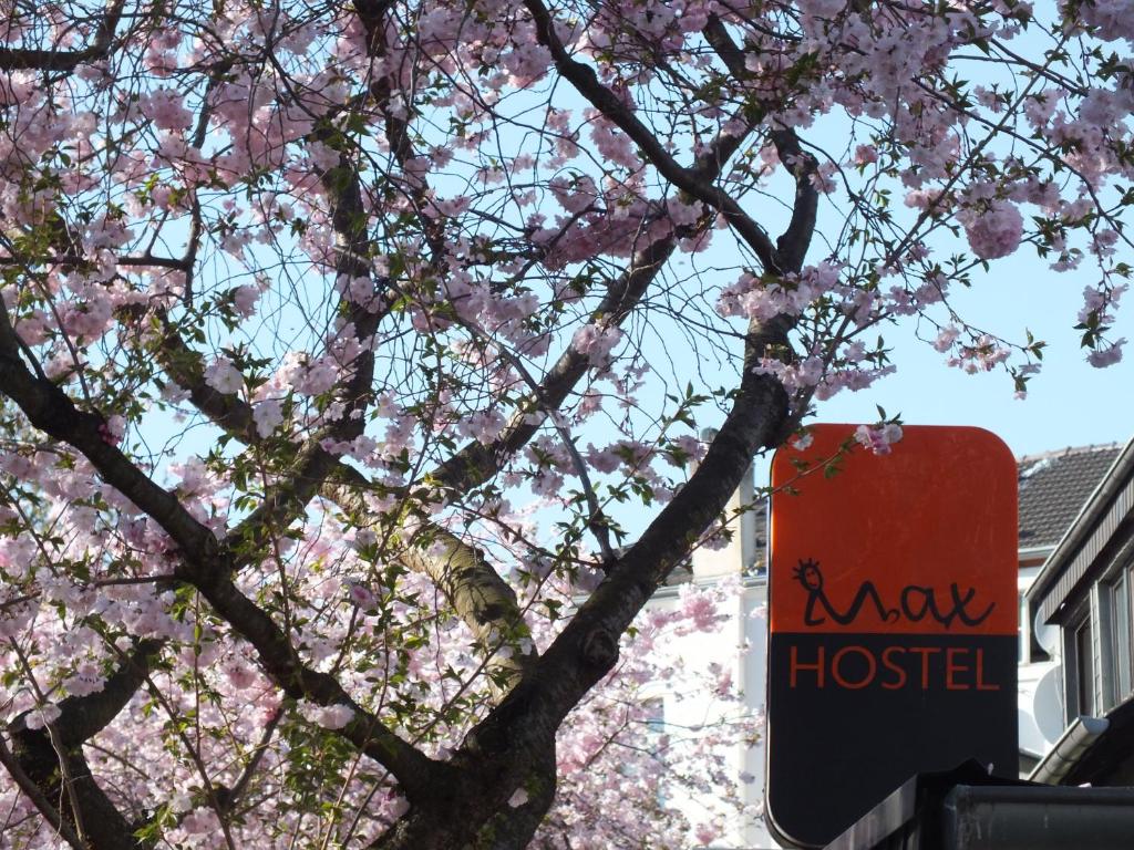 ボンにあるMax Hostelのピンクの花の木
