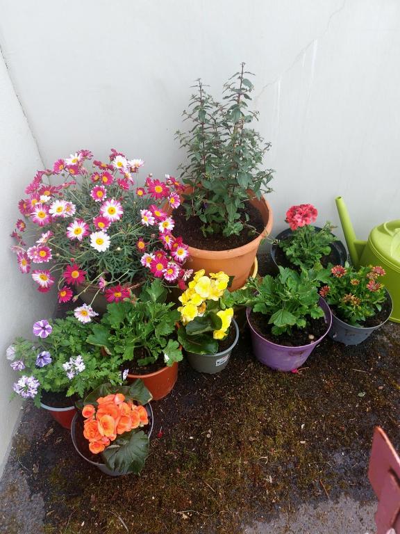 a group of flowers in pots on the ground at Coutances in Coutances