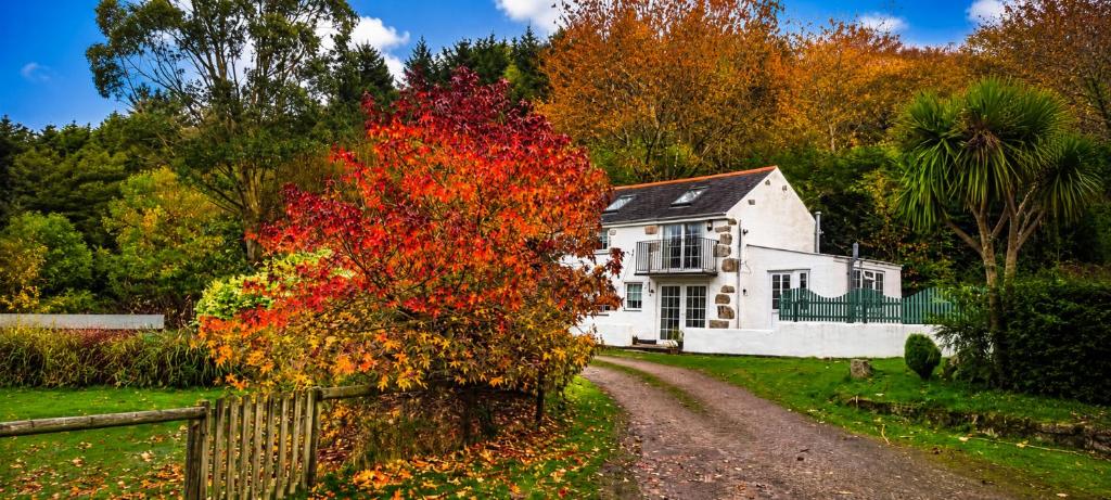 a white house with a tree with red leaves at Holiday Cottage Falmouth in Penryn