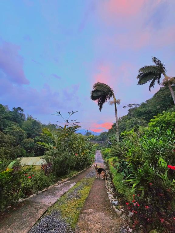 a dog walking down a dirt road with a palm tree at EcoLodge La Pluma in Salento