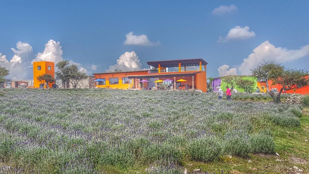 a house on a hill with a field of lavender at El Macehual in San Miguel de Allende