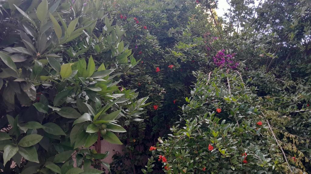 a group of plants and flowers in a garden at Welcome Home in Beni Mellal