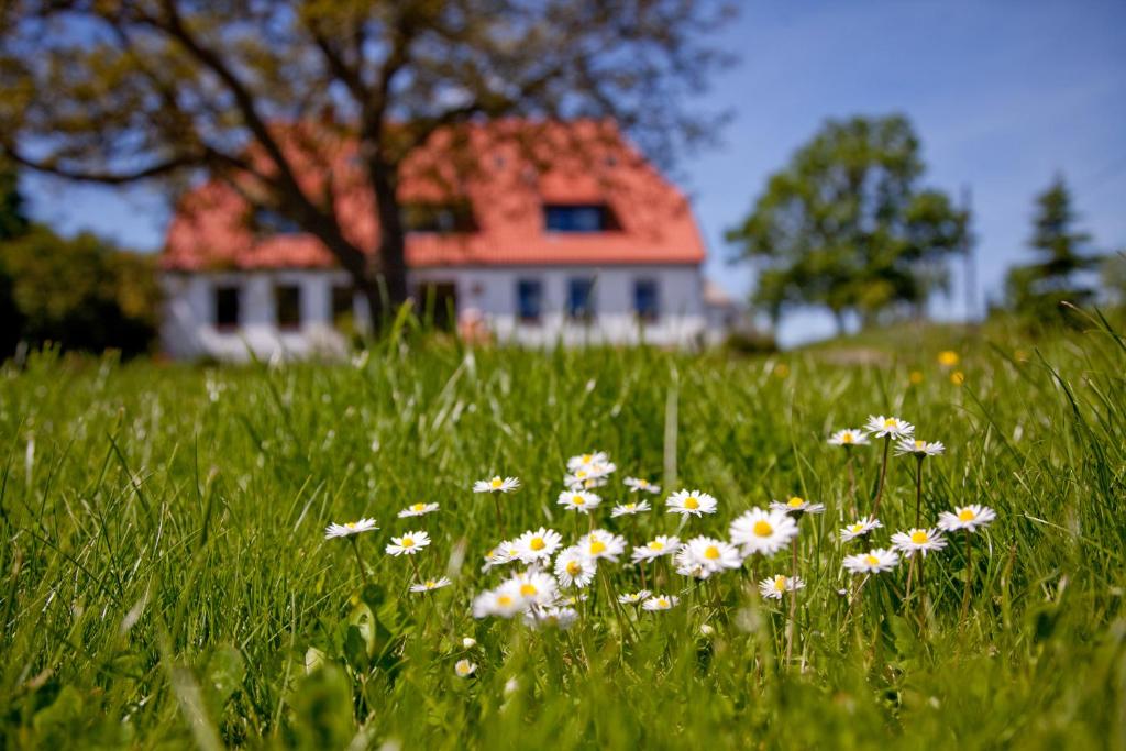 a field of flowers in front of a house at Gutshaus Ketelshagen in Putbus