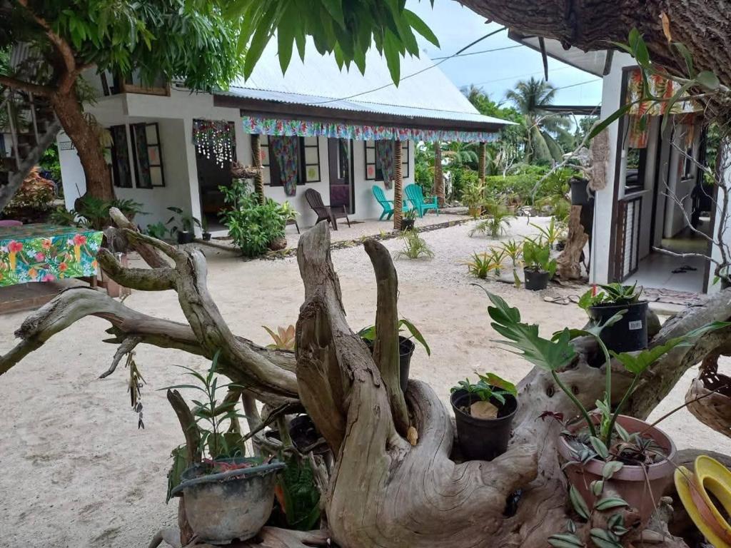 a tree branch and potted plants in front of a house at Pension Mitiana in Tatoi