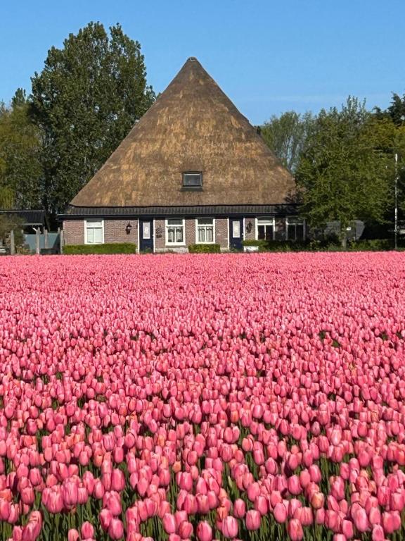 a field of pink tulips in front of a building at B&B Idylle aan Zee incl 2 Wellnessstudios in Sint Maartensvlotbrug