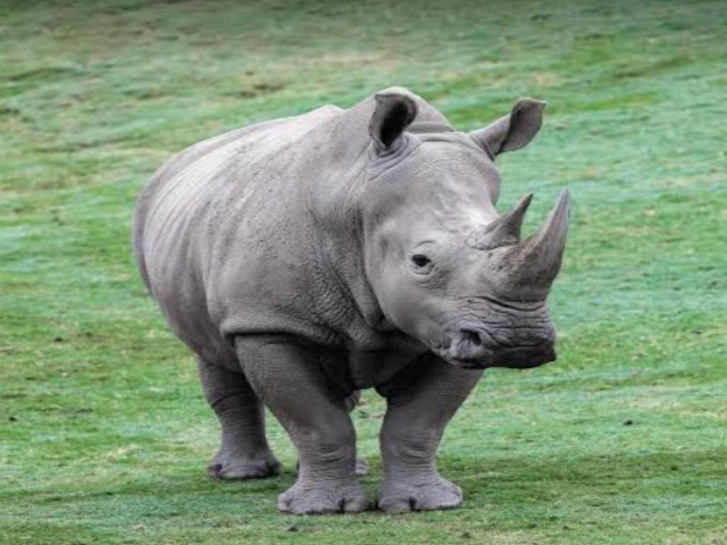 a rhino standing in a field of grass at Jukskei Big5 - Rhino in Fourways