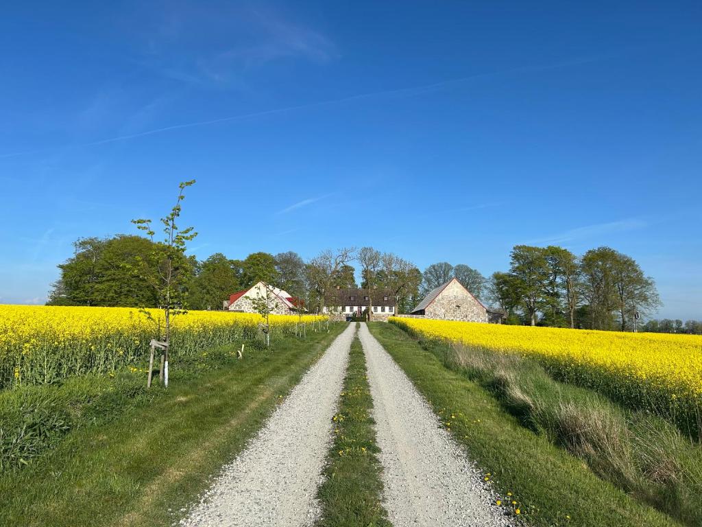 a dirt road through a field of yellow flowers at Roslövs gård B&B in Flyinge