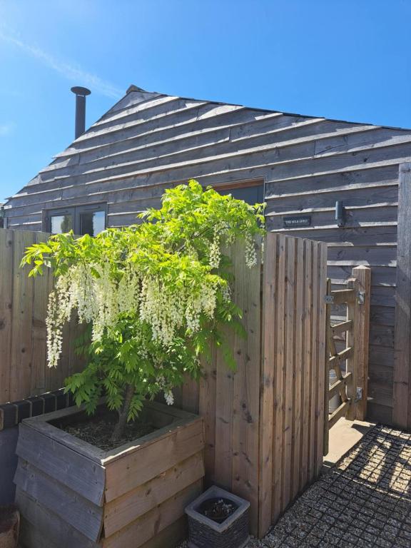 a tree in a pot next to a wooden fence at Milk Shed in Chard