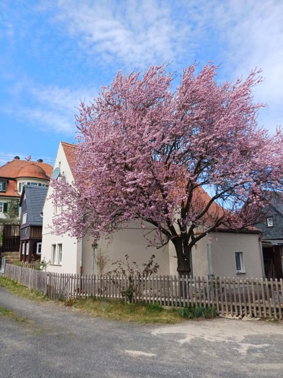 a flowering tree in front of a white house at Hirschhäusl in Großschönau
