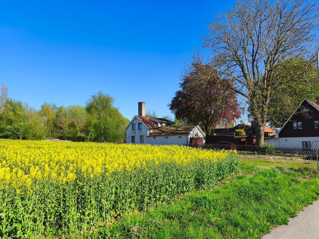 a field of yellow flowers next to a house at Lugnt gästhus nära hav, natur och vandring in Glumslöv