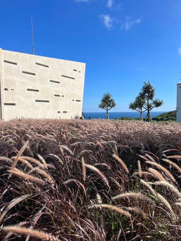 a field of tall grass next to a wall at Lemeraude BnB in Hengchun South Gate