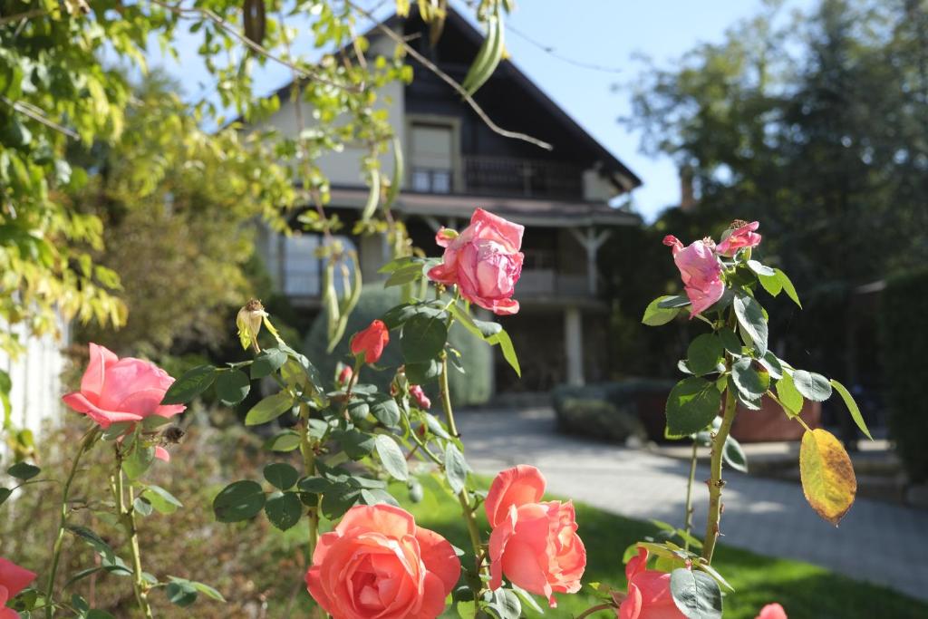 a group of red roses in front of a house at Sziget Apartman in Pócsmegyer