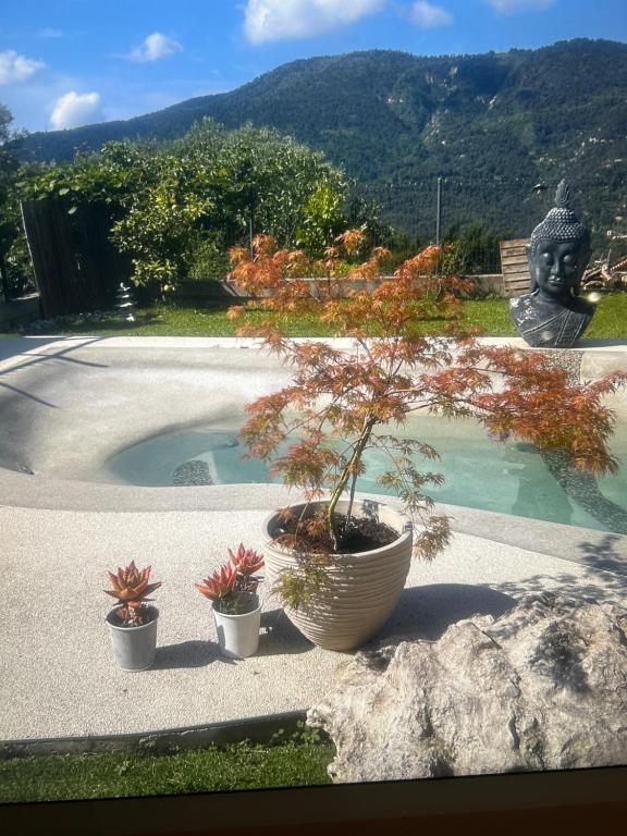 a bonsai tree in a pot next to a pool at Chambre privée in Contes