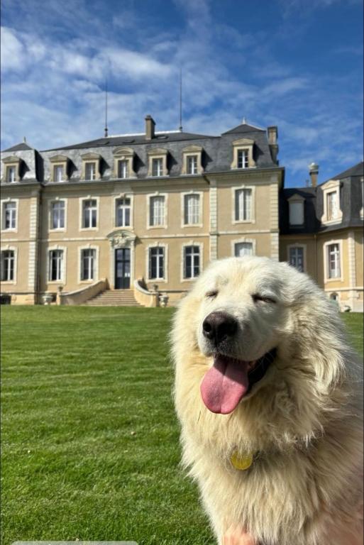 a white dog sitting in front of a building at Gîte de la Tour in La Celle-sous-Gouzon