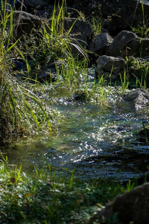 a stream of water with some grass and rocks at Del Sol a la Montaña EcoLodge - Turismo Consciente in Potrero de Garay