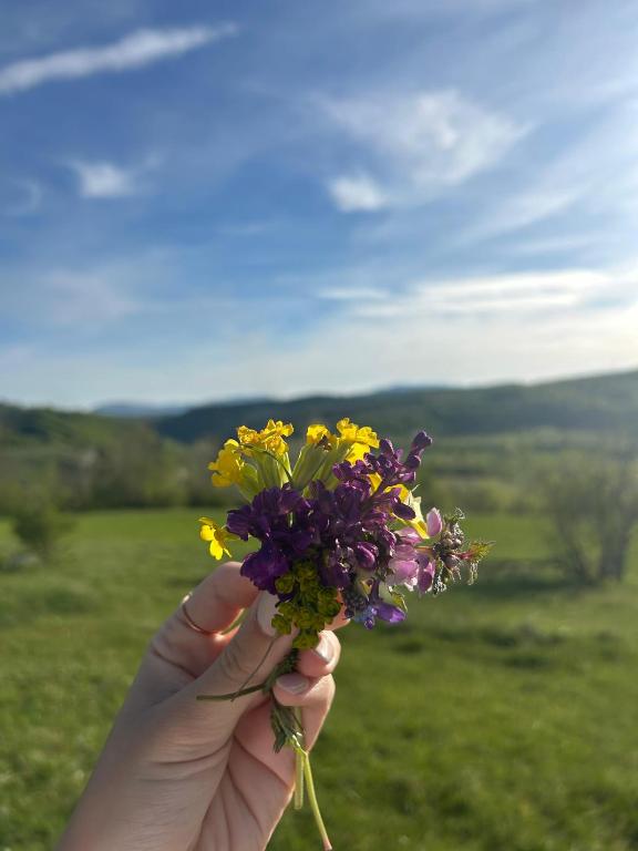 a person holding a bunch of flowers in a field at Vrba in Gacko