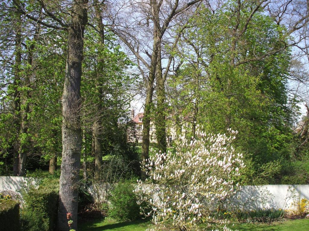 un arbusto con flores blancas en un patio con árboles en Chambre d'Hôtes Quietude en Vallée de Chevreuse, en Magny-les-Hameaux