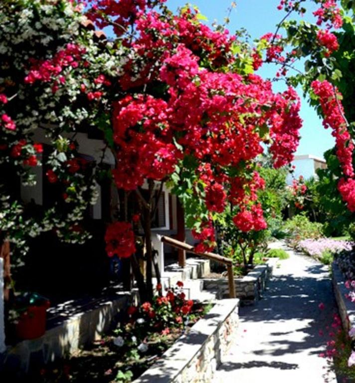 a tree with pink flowers in a garden at Maniatis Garden in Achladies