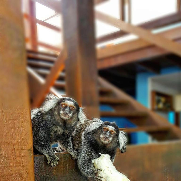 two monkeys sitting on top of a wall at Pousada Paraíso do Forte in Praia do Forte