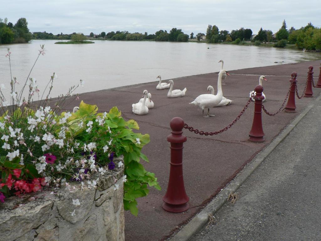 un gruppo di cigni su un marciapiede vicino a un fiume di Gites Lacale face à la rivière a Vignonet