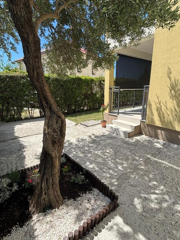 Olive Tree