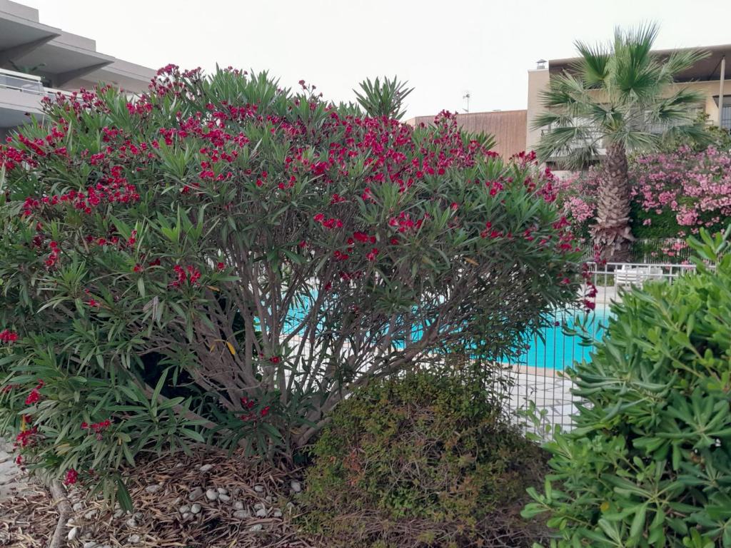 a tree with pink flowers in front of a pool at ZenGarden Pool,3bedrooms,lit bébé Beach800m,box&wifi in Antibes
